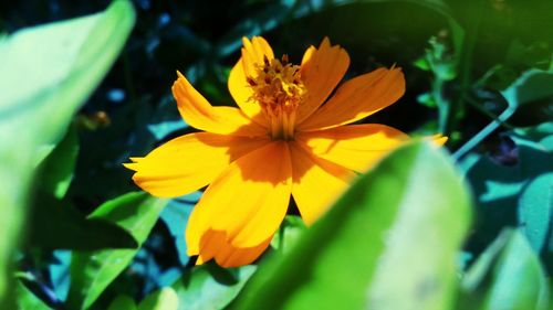 Close-up of yellow flower blooming outdoors