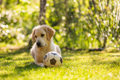 Young golden retriever dog playing with a ball