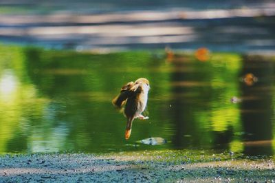 Bird flying over lake