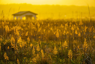 Close-up of yellow flowering plants on field