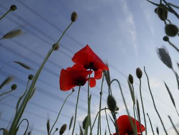 Close-up of red poppy flowers against sky