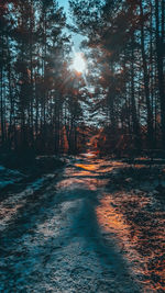 Trees in forest