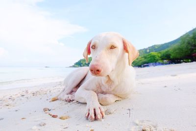 Portrait of dog relaxing on beach