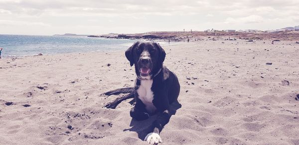 Dog on beach