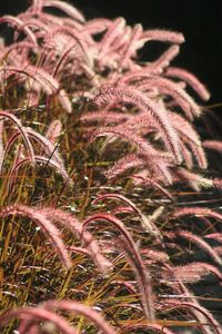 Close-up of stalks in field