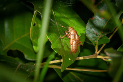 Close-up of insect on leaf