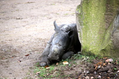 Breitmaulnashorn willi. wide mouth rhino willi