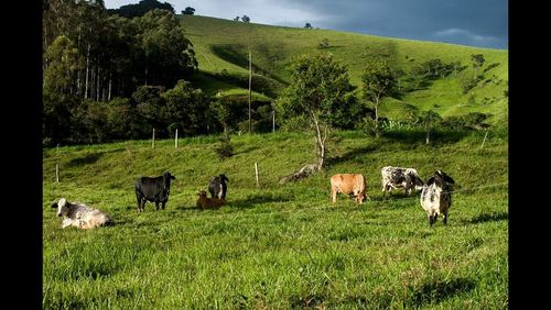 Horses grazing on grassy field