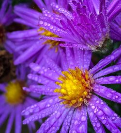 Close-up of purple flower blooming outdoors
