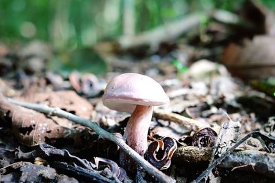 Close-up of mushrooms growing on field