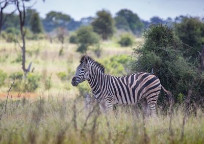 Zebras standing in a field