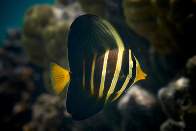 Close-up of fish swimming in sea