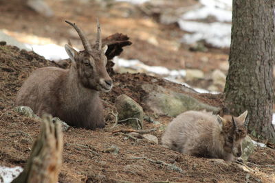 View of deer on field