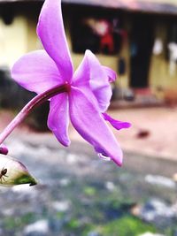 Close-up of pink flower blooming