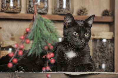 Portrait of a cat on christmas tree at home