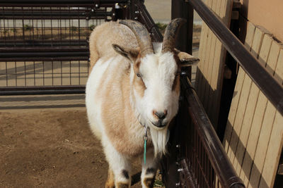 Close-up of goat standing by railing