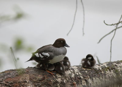 Birds perching on rock