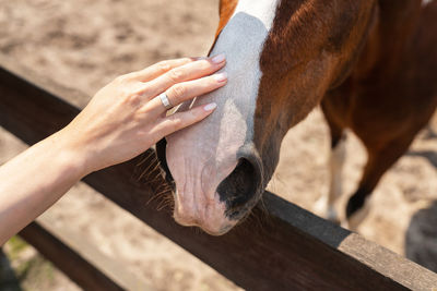 Dark bay horse in paddock on a sunny day. beautiful pet, horseback riding, petting zoo