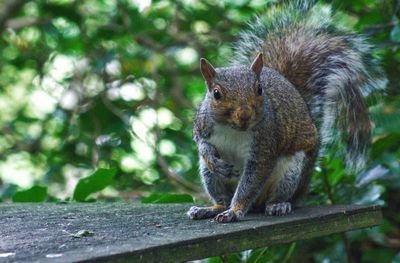 Close-up of squirrel on wood