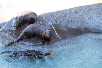 Low angle view of sea lion in water