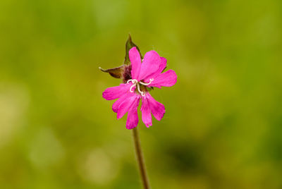 Close-up of insect on pink flower