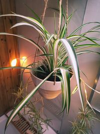 Close-up of potted plant on table