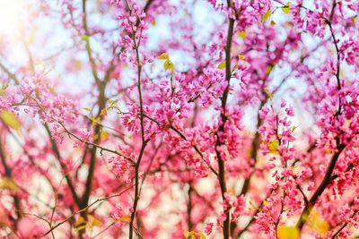 Close-up of pink cherry blossom