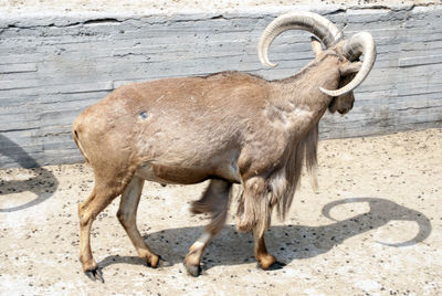 animal