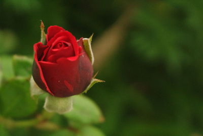 Close-up of red rose