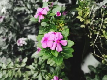 Close-up of pink flowers blooming outdoors