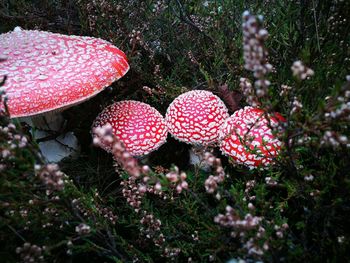 Mushrooms growing on field at forest