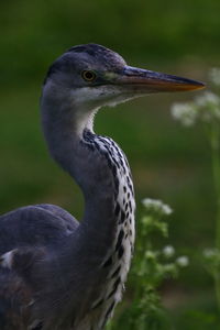 Close-up of gray heron