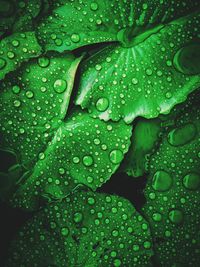 Full frame shot of wet leaves