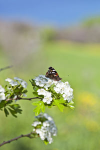 Close-up of butterfly pollinating on flower