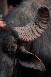 Close-up of buffalo