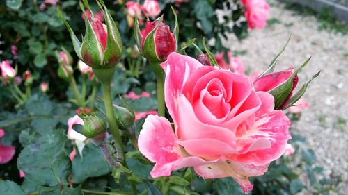 Close-up of pink rose blooming outdoors