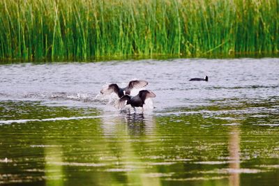 Coots chasing each other on lake