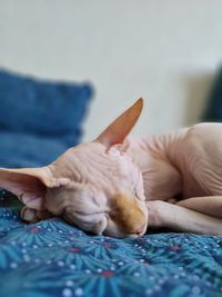 Close-up of hand touching cat