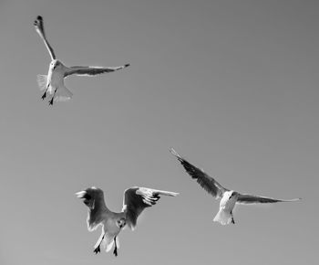 Low angle view of seagull flying in sky