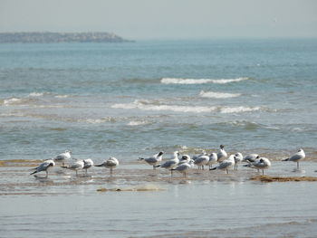 Flock of birds on beach