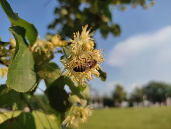 Close-up of insect on plant