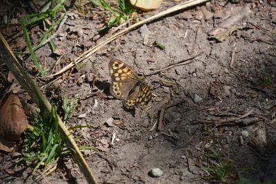 High angle view of butterfly on ground