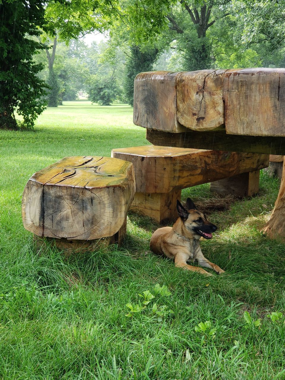 VIEW OF AN ANIMAL ON WOOD