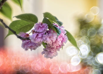 Close-up of pink flowering plant