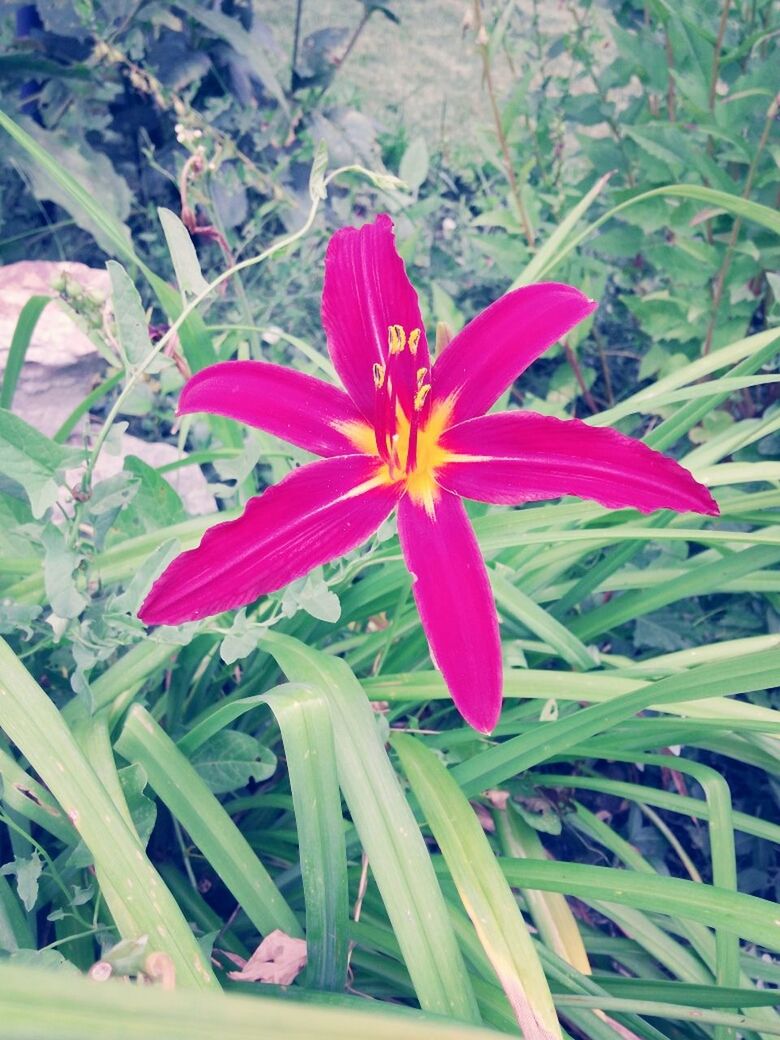 flower, petal, freshness, flower head, fragility, growth, beauty in nature, blooming, nature, plant, close-up, pink color, stamen, pollen, in bloom, leaf, single flower, high angle view, day, focus on foreground