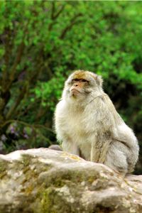 Close-up of monkey sitting on rock
