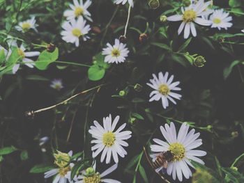 High angle view of white flowering plants