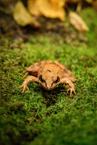 Close-up of lizard on field