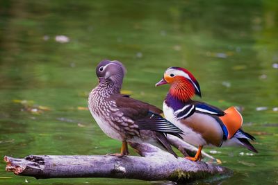 Birds perching on a water