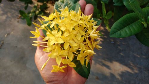 Close-up of hand holding flowering plant